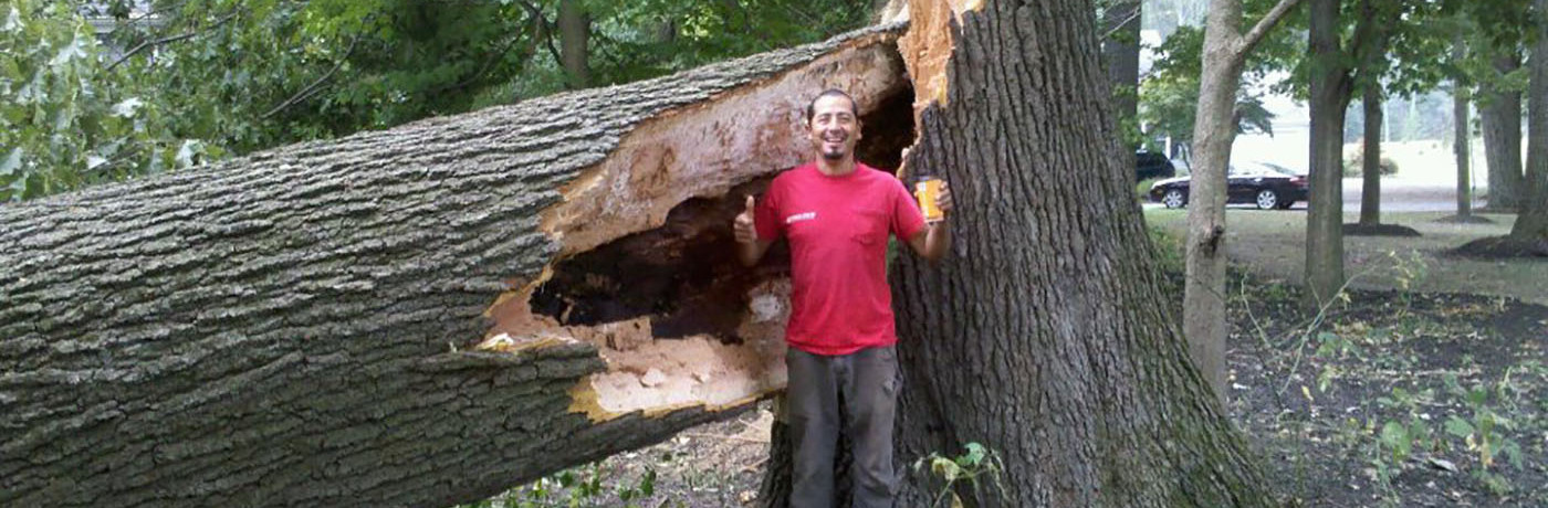 Our certified tree experts offer unparalleled expertise and experience for your tree care needs.